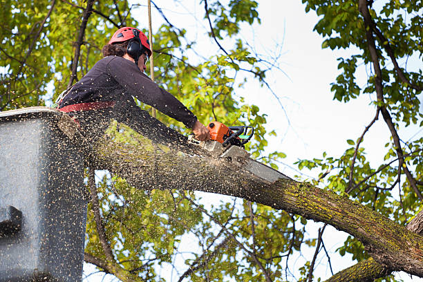 Reliable Sky Lake, FL Tree Services Solutions